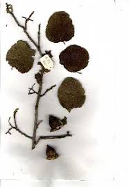 Image result for Cordia grandicalyx