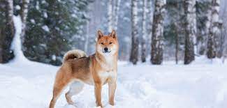 Der shiba wird als selbstständig, unabhängig und mutig beschrieben. Shiba Inu Steckbrief Charakter Pflege Haltung Mein Haustier