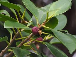 Image result for Grewia microcarpa