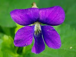 Violet Edible Flowers Violet Flower Flowers