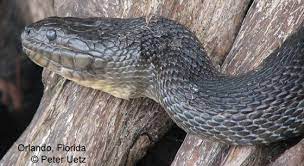 Check spelling or type a new query. Nerodia Floridana The Reptile Database