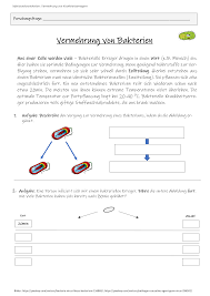 Der körper und das gesicht. Vermehrung Bakterien Zellteilung Inkl Losung Unterrichtsmaterial Im Fach Biologie Lernen Biologie Unterrichtsmaterial