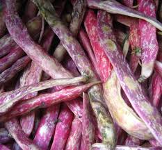 I like to use cranberry beans, but any other creamy bean will do. How To Grow Borlotti Beans Delicious Magazine
