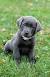 Small Dog Breeds