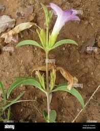 Image result for Barleria lancifolia