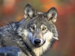 Calculate the payout percentage for each winner if you choose to award a percentage of the total prize money. What Is The Wolf Golf Betting Game Golf Monthly