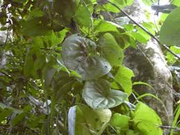 Image result for Dioscorea dregeana