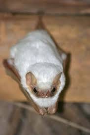 They are found from mexico to northern argentina and are present on the islands of trinidad and margarita. Fact 3 Fun Facts On Bats
