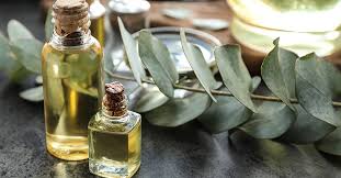 Oil Of Lemon Eucalyptus Benefits Risks Active Ingredients