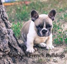 Black oak french bulldogs is a breath of fresh air from the usual breeders from oregon for they allow their french bulldogs to run around the forest around their place whatever season it may be. Magnum French Bulldogs Magnum French Bulldogs