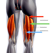 Hamstring injury causes, symptoms, injury recovery time and treatment. Pulled Hamstring Torn Hamstring Common Injury Advice