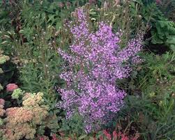When grown in masses or used as a bedding plant, individual plants should be spaced approximately 18 inches apart. Macplants