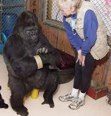 Koko Points To Her Bracelet The Gorilla Foundation