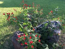 Producing delicate yellow blooms in january, this flowering vine makes retaining walls or fences while all these flowers look beautiful in winter, you may be looking for flowers which are native to texas, since these plants tend to fare better over. Plants For Dallas Your Source For The Best Landscape Plant Information For The Dallas Ft Worth Metroplex10 Best Shade Loving Plants For North Texas Shade Plants Shade Landscaping Best Plants For