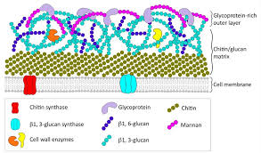 It�is a rigid (thick) layer of polysaccharides that are lying outside the plasma plant and bacterial cell membranes are enclosed by a thick wall. Cell Wall Targets Creative Biolabs
