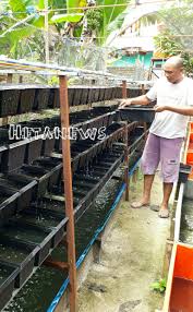 Cara budidaya cacing sutra di kolam terpal. Cacing Sutra Diternak Jadi Tambahan Pakan Ikan Lele