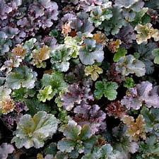 Image result for Heuchera cylindrica Greenfinch