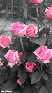 Belas Rosas Beautiful Flowers Wallpapers Color Splash Floral Color