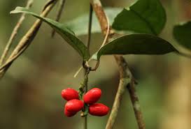 Image result for Gnetum africanum