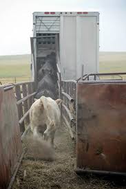 End Of The Line Cattle Ranching Livestock Trailers Farm Life