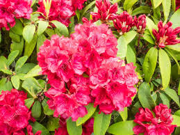 Maybe you would like to learn more about one of these? Immagini Stock Rhododendron Arboreum E Un Arbusto Sempreverde O Piccolo Albero Con Una Vistosa Ostentazione Dei Fiori Rossi Luminosi Image 30100464