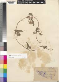 Image result for Mikania sagittifera