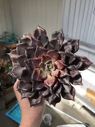 Echeveria 'black prince is a dark succulent that will definitely add some mood to your garden. Echeveria Black Prince Album On Imgur