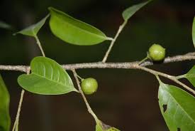 Image result for Margaritaria