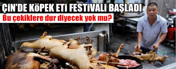 Cin De Kopek Eti Festivali Bu Yil Da Yapiliyor Bolu Gazetesi
