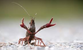 Check spelling or type a new query. Fiume Oglio Invaso Dai Pesci Siluro E Dai Gamberi Rossi Della Lousiana Prima Bergamo