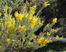 Image result for Polystachya cultriformis (yellow-flowered form)