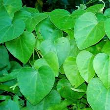 Image result for Cissampelos torulosa