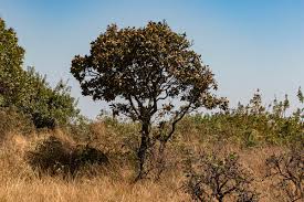 Image result for Faurea rochetiana