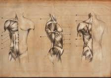 To draw the human torso, understand the shape of the torso, and learn the major muscle groups, their origin and insertion points, then practice as much as possible from reference to reinforce what you learned. Torso Muscles Illustration Stock Image C046 4467 Science Photo Library