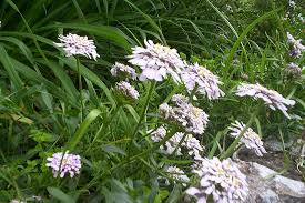 Image result for Lippia somalensis