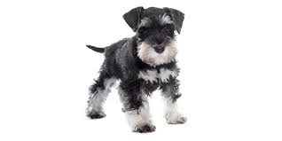 If you require a pup with breeding rights or for show quality with a top pedigree then expect to pay from $2,100 upwards to $4,500 or even more. Puppies Dogs For Sale In Austin Tx From Vetted Breeders