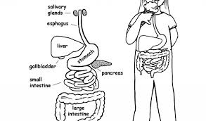 Signup to get the inside scoop from our monthly newsletters. Human Anatomy Coloring Pages