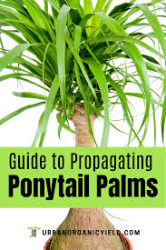 Regrowing And Propagating Ponytail Palms On Your Own Palm Tree Plant Palm House Plants Plants