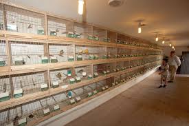 Bird Breeding Cages With Photo Cage Bird Aviary Bird