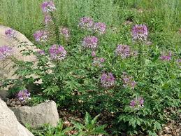 Image result for Cleome houtteana