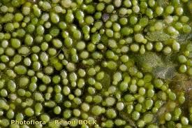 Image result for Wolffia arrhiza