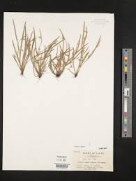 Image result for Scleria schimperiana