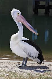 Sea Bird With Big Mouth Cool Pelican Glossy Poster Picture Photo Orleans Water Bird Beak White 1642 Animal Spirit Guides Bird Beaks Australian Birds