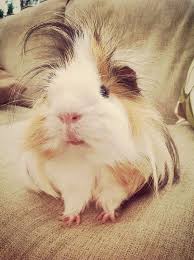 They are adorable and loving animals that are easy to maintain and handle. Guinea Pig Dog Kennel
