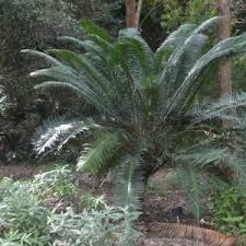 Image result for Zamiaceae