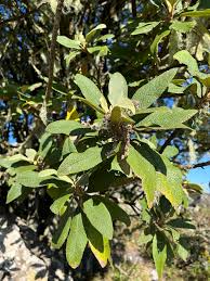 Image result for Tarchonanthus trilobus