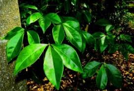 Image result for Cladostemon kirkii