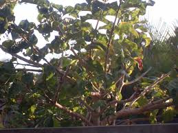 Image result for Vangueria