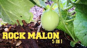 We did not find results for: Cara Mudah Tanam Rock Melon Organik Youtube