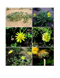 Image result for Hirpicium bechuanense